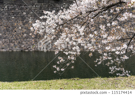 護城河上如畫卷般的櫻花：江戶城櫻田門 115174414