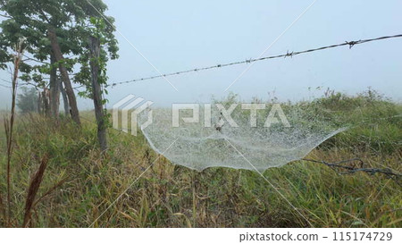 Dewy Spider Web on Fence in a Misty Morning Landscape Dewy Spider Web on Fence in a Misty Morning Landscape 115174729