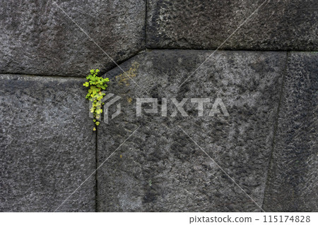 Oxalis growing in the gaps between the castle's stone walls, East Gardens 115174828