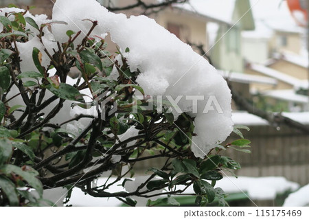 Snow piled up on a mokkoku tree Snow piled up on a mokkoku tree 115175469