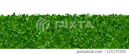 Endless green boxwood shrub as an evergreen hedge 115175505