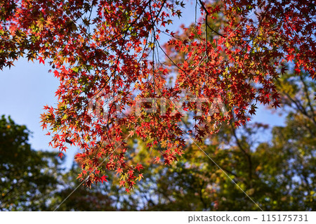 神奈川縣大磯城山公園的紅葉 115175731
