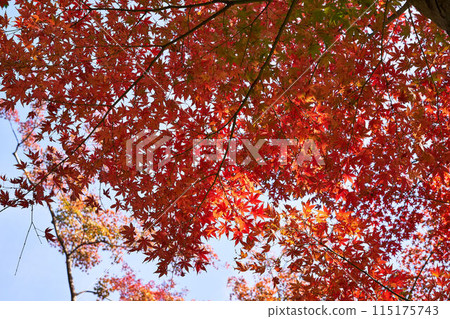 神奈川縣大磯城山公園的紅葉 115175743