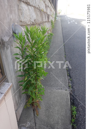 路邊的草 115175981