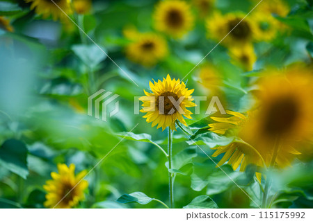 Sunflower in full bloom 115175992