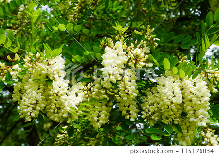 falseacacia花 115176034
