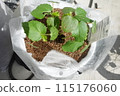 秋葵種植在花盆裡 115176060