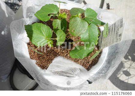 秋葵種植在花盆裡 115176060