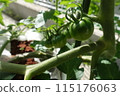 未成熟的番茄 115176063