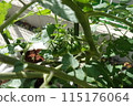 種植番茄 115176064