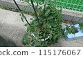 番茄栽培 115176067
