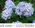 藍色繡球花 115176084