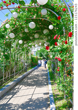 首爾玫瑰節/中浪玫瑰公園 [韓國/中浪區] 115176243