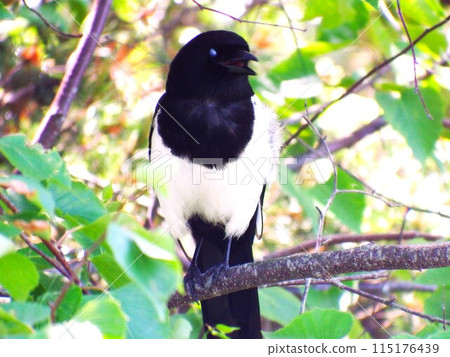 Magpie perched on a tree branch Magpie perched on a tree branch 115176439