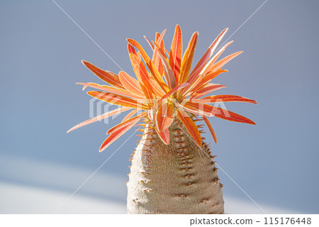 Gracilis with red leaves 115176448