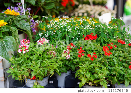 A vibrant display of potted plants featuring various colorful flowers and green foliage in flower shop A vibrant display of potted plants featuring various colorful flowers and green foliage in flower shop 115176546