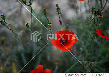 red poppy flowers and buds in a field with a blurred background red poppy flowers and buds in a field with a blurred background 115176550