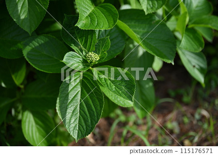 春天新鮮綠色時令植物的茂密葉子 春天新鮮綠色時令植物的茂密葉子 115176571