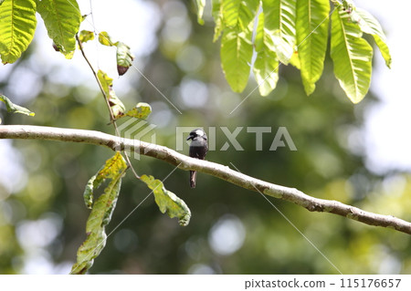White-backed Flycatcher 115176657