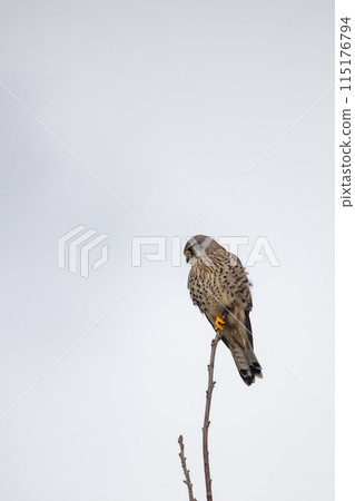 A kestrel perched on a branch against a cloudy sky, showing its sharp beak and watchful eyes A kestrel perched on a branch against a cloudy sky, showing its sharp beak and watchful eyes 115176794