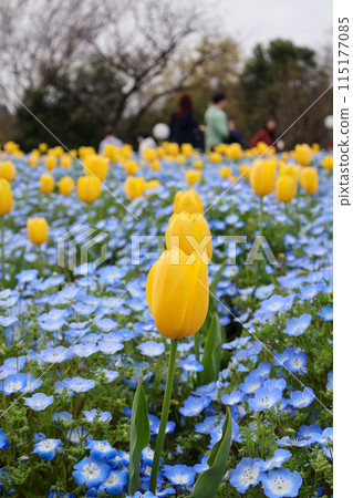yellow tulips and nemophila yellow tulips and nemophila 115177085