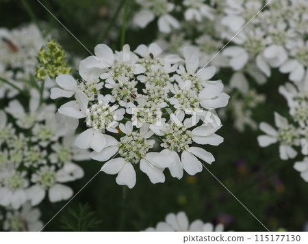 奧雷利亞 奧雷利亞 115177130
