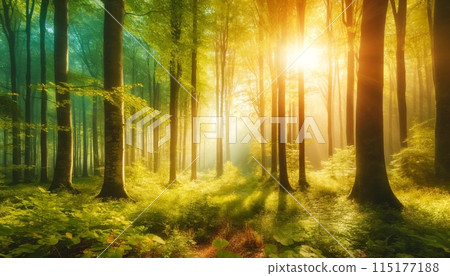 清晨陽光照耀的森林 清晨陽光照耀的森林 115177188