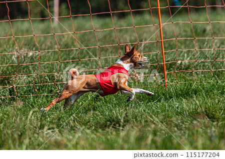 Basenji dog running in red jacket on coursing green field at competition Basenji dog running in red jacket on coursing green field at competition 115177204