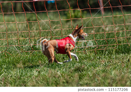 Basenji dog running in red jacket on coursing green field at competition 115177206