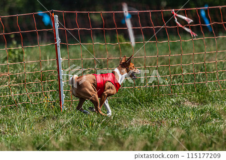 Basenji dog running in red jacket on coursing green field at competition 115177209
