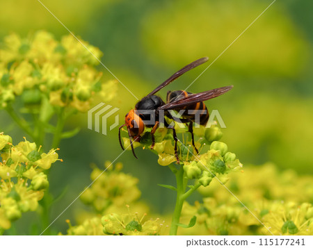 Vespa analis 115177241