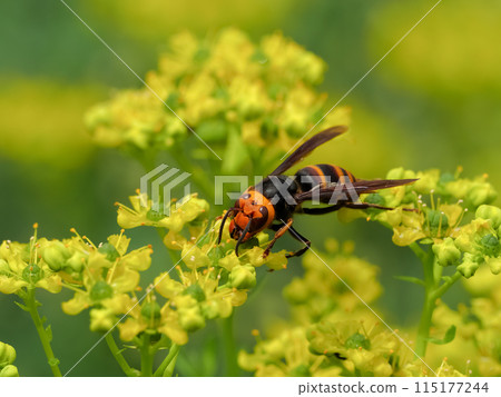 Vespa analis 115177244