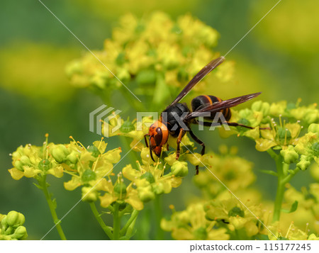 Vespa analis 115177245