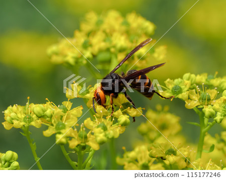 Vespa analis Vespa analis 115177246