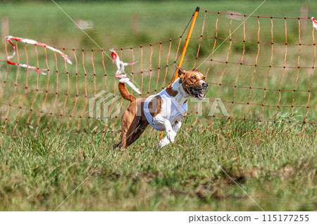 Basenji dog running in white jacket on coursing green field at competition 115177255