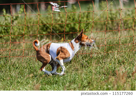 Basenji dog running in white jacket on coursing green field at competition Basenji dog running in white jacket on coursing green field at competition 115177260