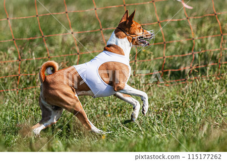 Basenji dog running in white jacket on coursing green field at competition Basenji dog running in white jacket on coursing green field at competition 115177262