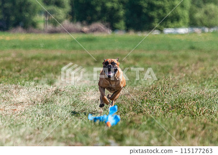 Cane Corso running and chasing coursing lure on green field Cane Corso running and chasing coursing lure on green field 115177263