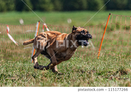 Cane Corso running and chasing coursing lure on green field Cane Corso running and chasing coursing lure on green field 115177266