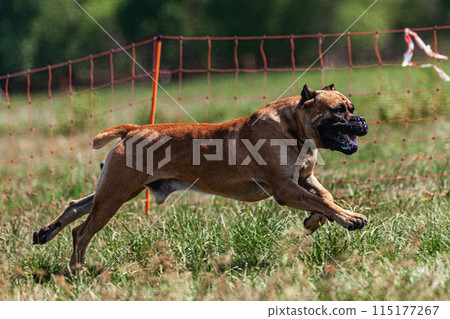 Cane Corso running and chasing coursing lure on green field 115177267