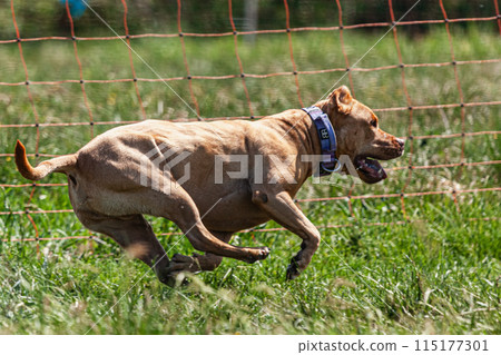Pit Bull lifted off the ground during the dog race competition Pit Bull lifted off the ground during the dog race competition 115177301