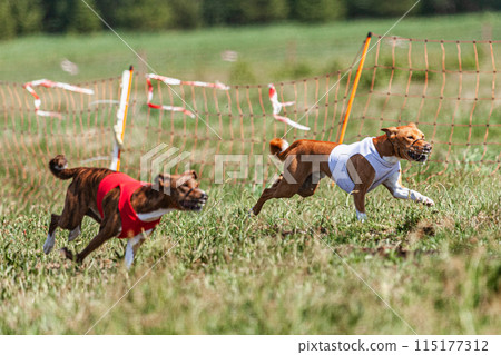 Two basenji dogs running in red and white jacket on coursing competition 115177312