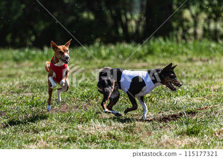 Two basenji dogs running in red and white jacket on coursing competition Two basenji dogs running in red and white jacket on coursing competition 115177321