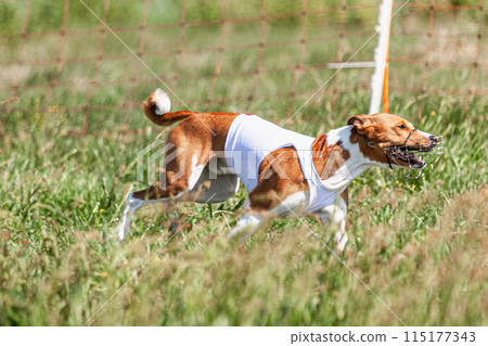 Basenji dog running in white jacket on coursing green field at competition Basenji dog running in white jacket on coursing green field at competition 115177343