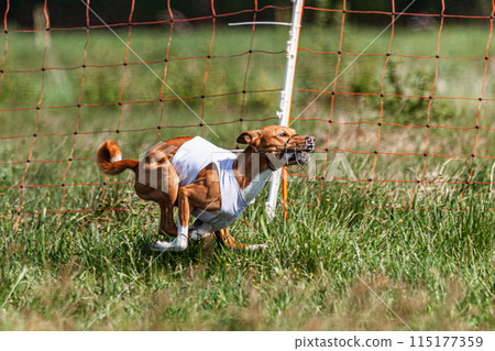 Basenji dog running in white jacket on coursing green field at competition Basenji dog running in white jacket on coursing green field at competition 115177359
