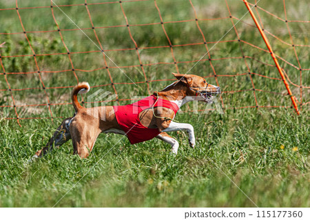 Basenji dog running in red jacket on coursing green field at competition Basenji dog running in red jacket on coursing green field at competition 115177360