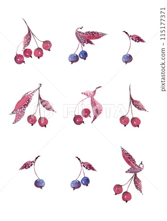 Organic set of berries: rowan and blueberry. Autumn clipart. Art print. Watercolor illustration 115177371