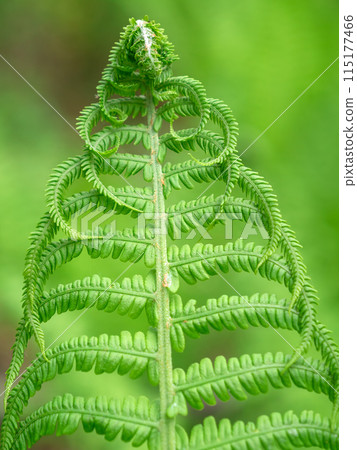 Young leaf of a fern, close up 115177466