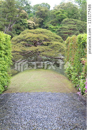 京都桂離宮屏風松(住吉松) 京都桂離宮屏風松(住吉松) 115177486
