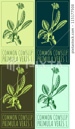 Set of vector drawing COMMON COWSLIP in various colors. Hand drawn illustration. The Latin name is PRIMULA VERIS L Set of vector drawing COMMON COWSLIP in various colors. Hand drawn illustration. The Latin name is PRIMULA VERIS L 115177508